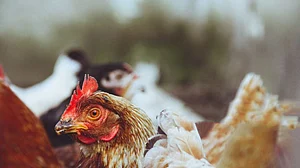 جاپان میں 84 لاکھ سے زائد مرغیاں برڈ فلو سے متاثر، بچانے کے لئے کوششیں