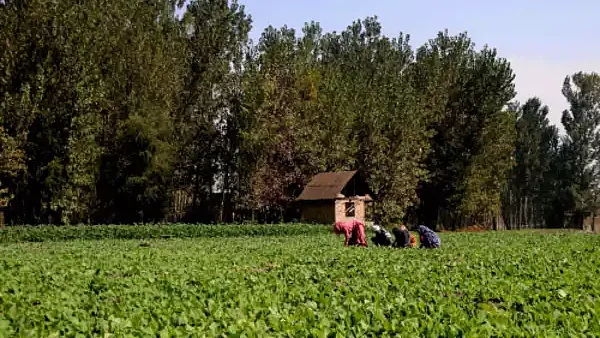 فائل تصویر سوشل میڈیا 