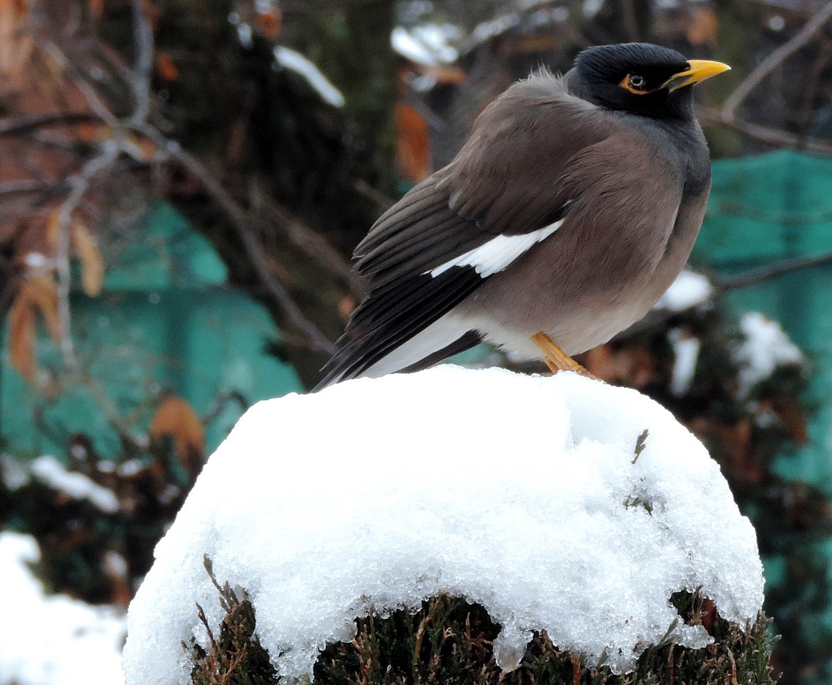 سری نگر میں رواں موسم سرما کی پہلی برف باری