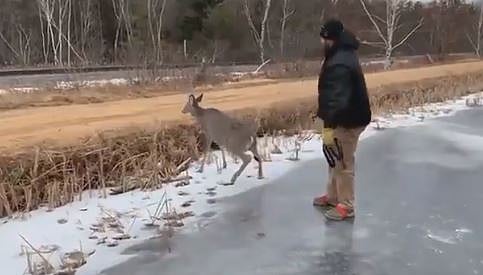 ٹھنڈ سے جمی جھیل میں پھنس گیا ہرن، دلچسپ انداز سے نکالا گیا باہر، دیکھیں ویڈیو