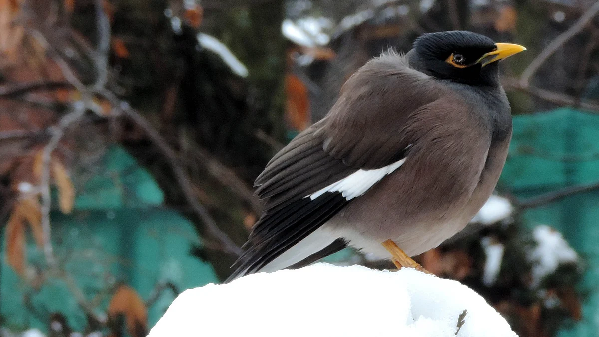 تصویر یو این آئی