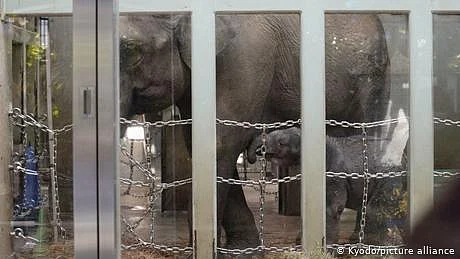 ٹوکیو میں 138 سال بعد پہلا، پیدائش کے وقت وزن 120 کلو گرام