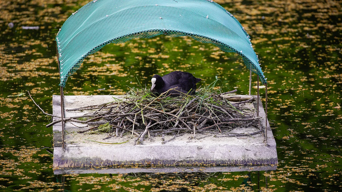 علامتی تصویر آئی اے این ایس