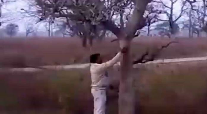 ویڈیو: ہندوستان میں موجود ہے انسانوں جیسی حرکت کرنے والا ’درخت‘، سائنسداں حیران