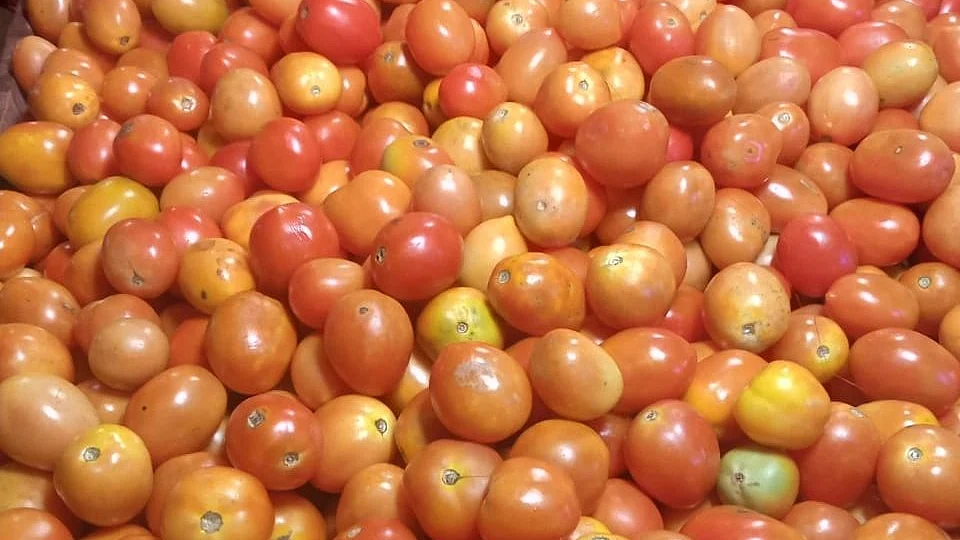 <div class="paragraphs"><p>ٹماٹر، تصویر آئی اے این ایس</p></div>