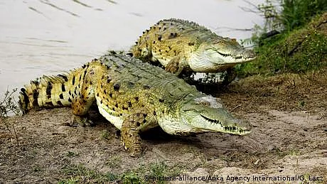 مگرمچھوں سے ڈرا ہوا برہنہ شخص: ’آسمان سے گرا، کھجور میں اٹکا‘