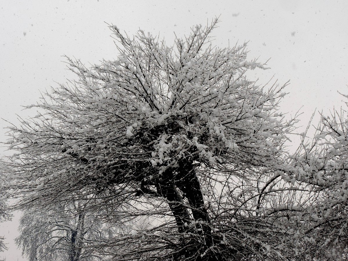 سری نگر کے ہاؤس بوٹ مالک کی دریا دلی، درماندہ سیاحوں کے لئے شروع کی مفت رہائش اور لنگر