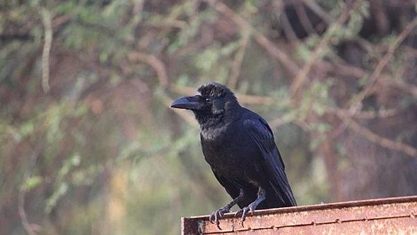 تصویر آئی اے این ایس