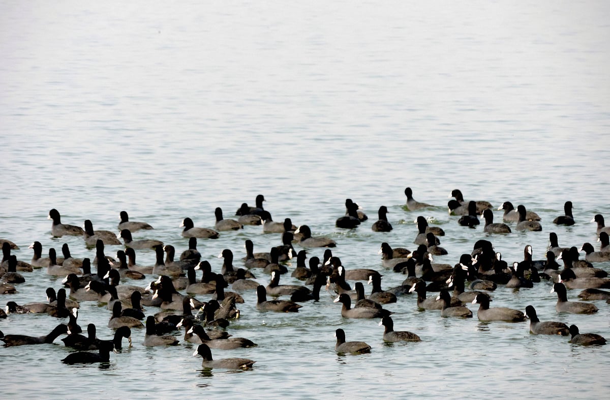 ملک کی بیشتر ریاستوں میں پرندوں میں برڈفلو کی تصدیق