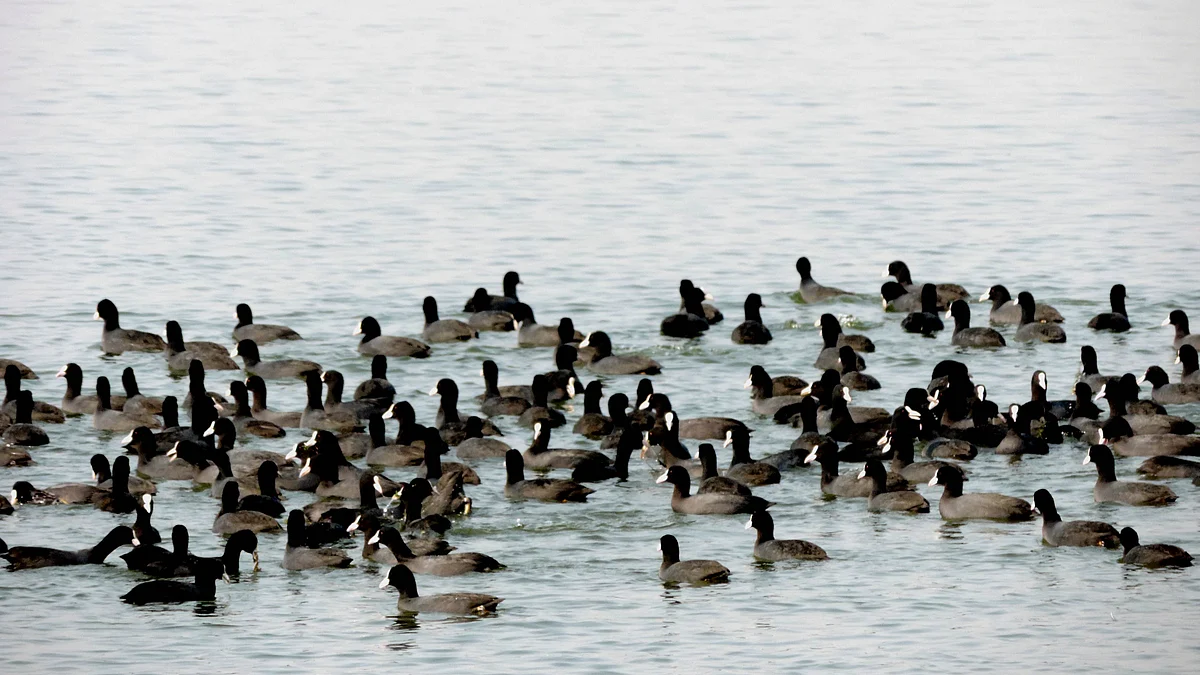 تصویر یو این آئی