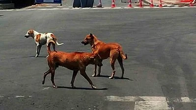 تصویر آئی اے این ایس