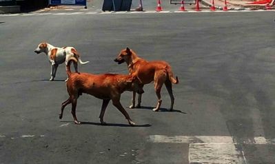 آوارہ کتے، فائل تصویر آئی اے این ایس