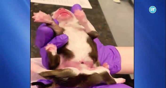 6 پیروں اور 2 پونچھوں والے کتّے کی پیدائش سے دنیا حیران، دیکھیں ویڈیو