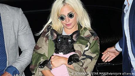 لیڈی گاگا کے کتّے اغوا، واپس لوٹانے پر پانچ لاکھ ڈالر انعام