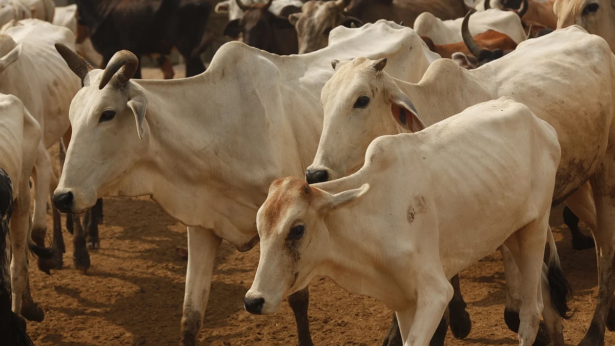 تصویر یو این آئی