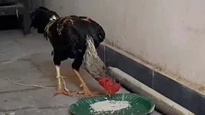 لڑاکا مرغے نے اپنے مالک کی جان لے لی