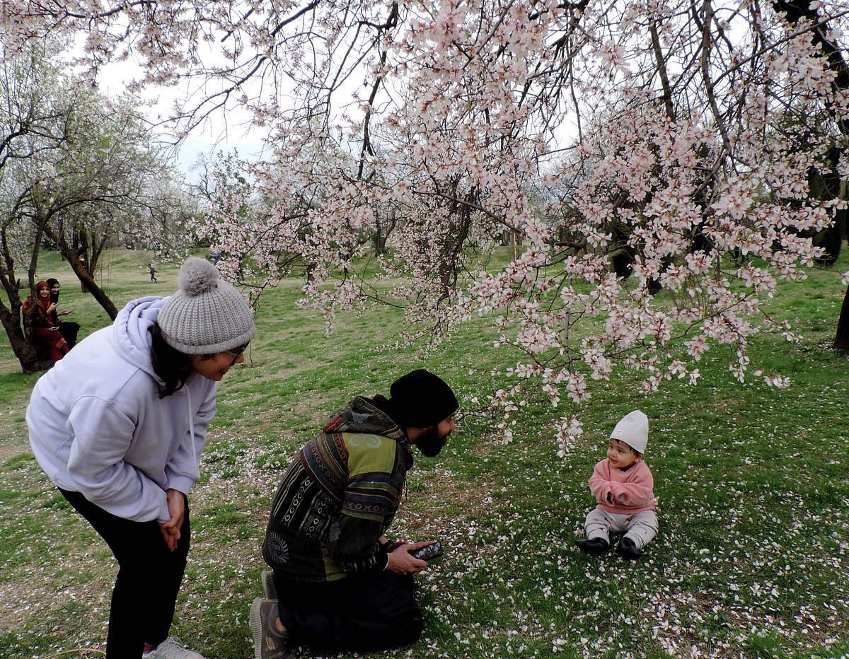 کشمیر: برف و باراں کے بعد موسم خوشگوار، مغل باغوں کی رونق بحال