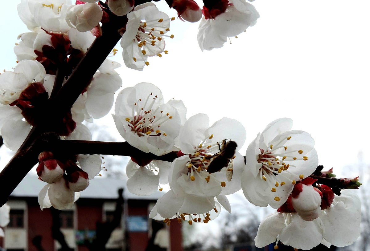 تصویر یو این آئی