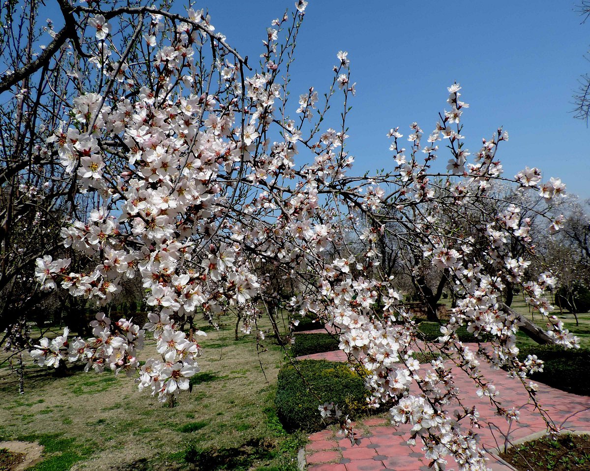 کشمیر میں موسم بہار کے تہوار 'نوروز' کی تقریبات، بادام واری میں غیر معمولی چہل پہل