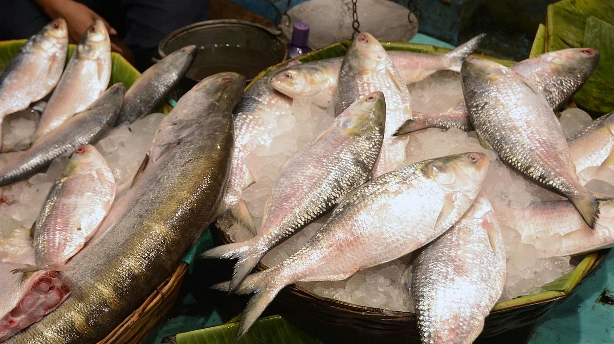 مچھلی / آئی اے این ایس