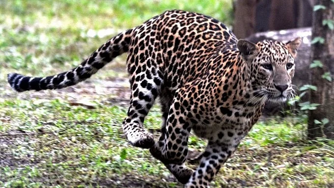 تیندوا، تصویر آئی اے این ایس