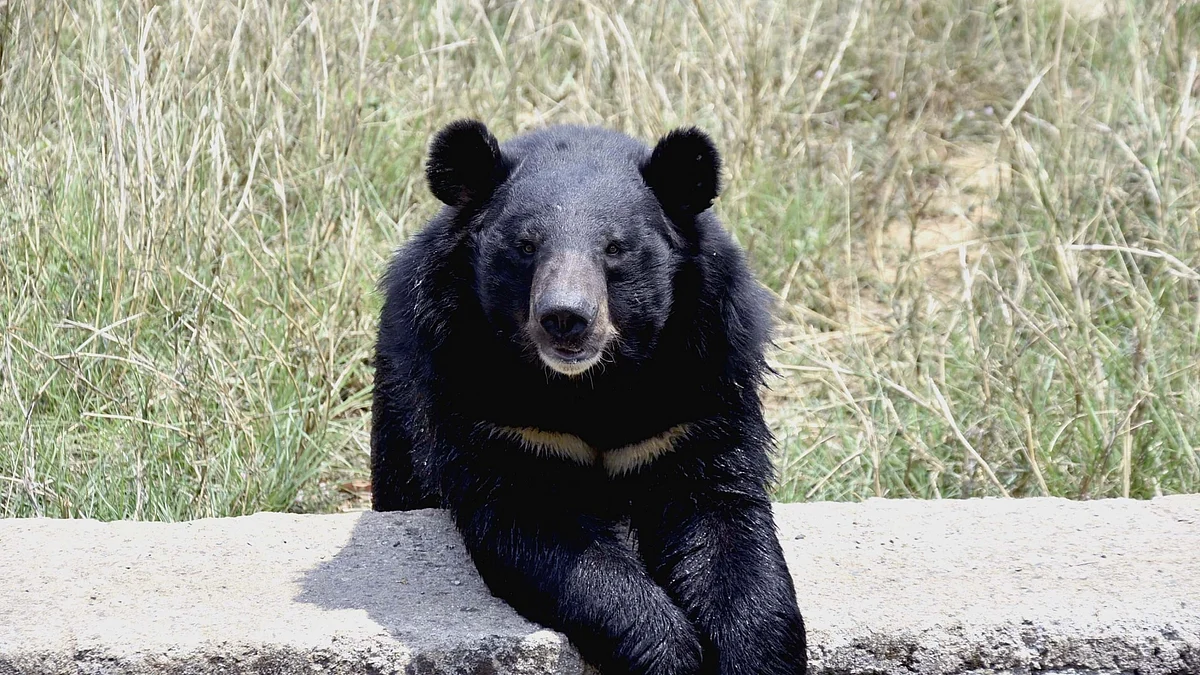 علامتی، تصویر آئی اے این ایس