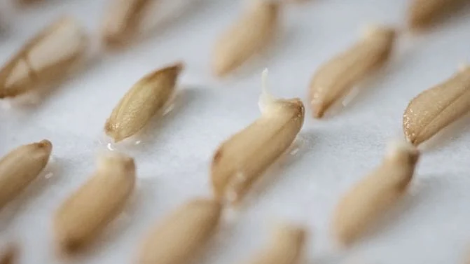 تصویر سوشل میڈیا