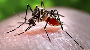 کیرالہ میں خطرناک ’زیکا وائرس‘ کے مزید دو معاملوں کی تصدیق، مجموعی تعداد 21 سے تجاوز