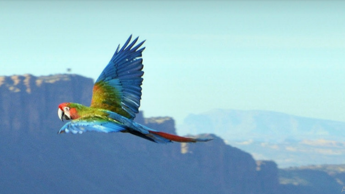 علامتی تصویر