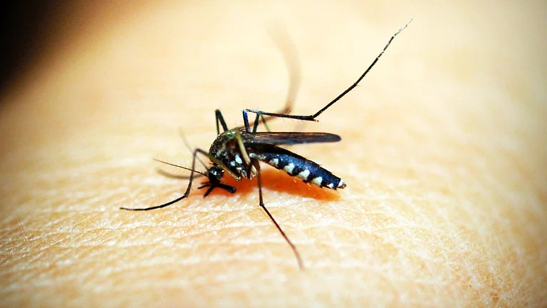 <div class="paragraphs"><p>علامتی تصویر، آئی اے این ایس</p></div>