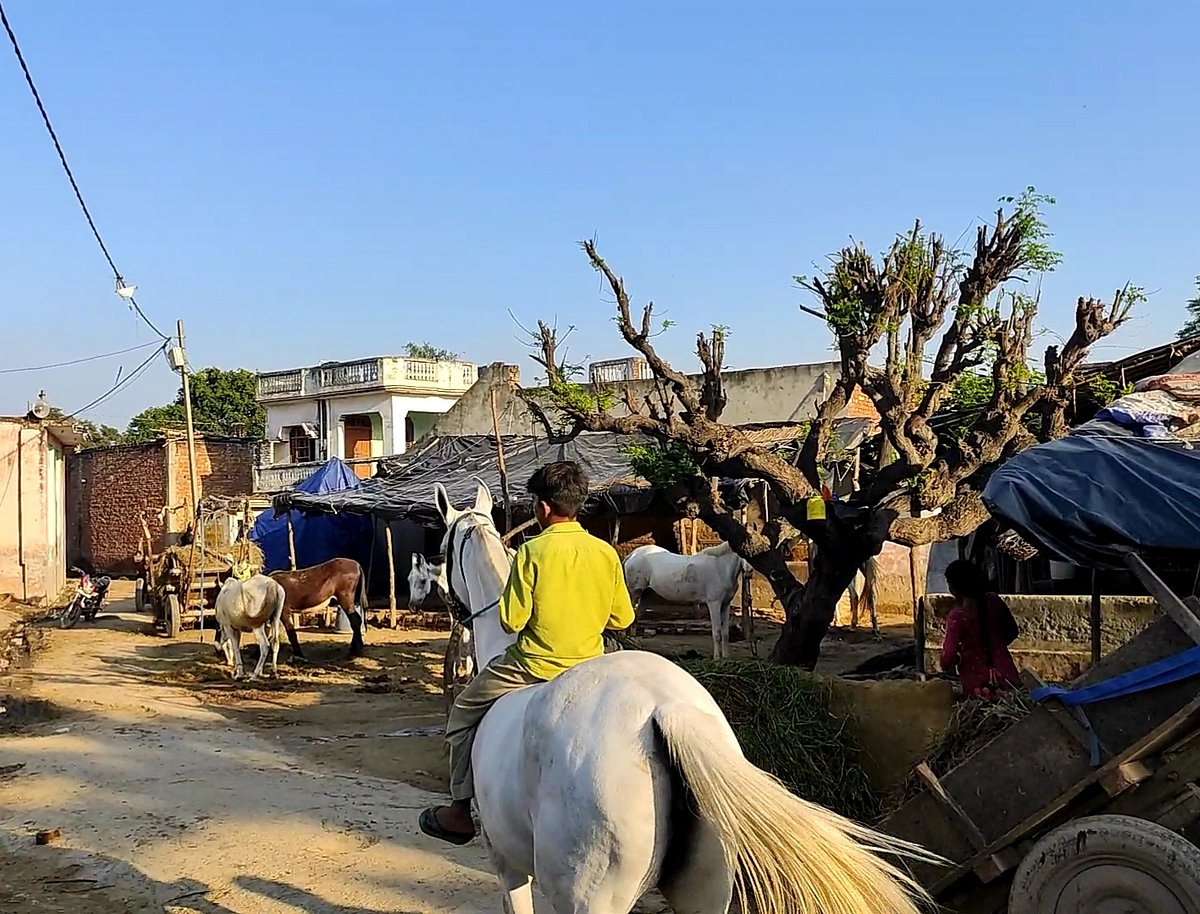 کنچے کھیلنے کی عمر میں بن گئے گھڑسوار، مگر اسکول نہیں جاتے