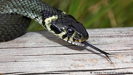 ہندوستان میں قتل کا نیا ہتھیار، زہریلے سانپ