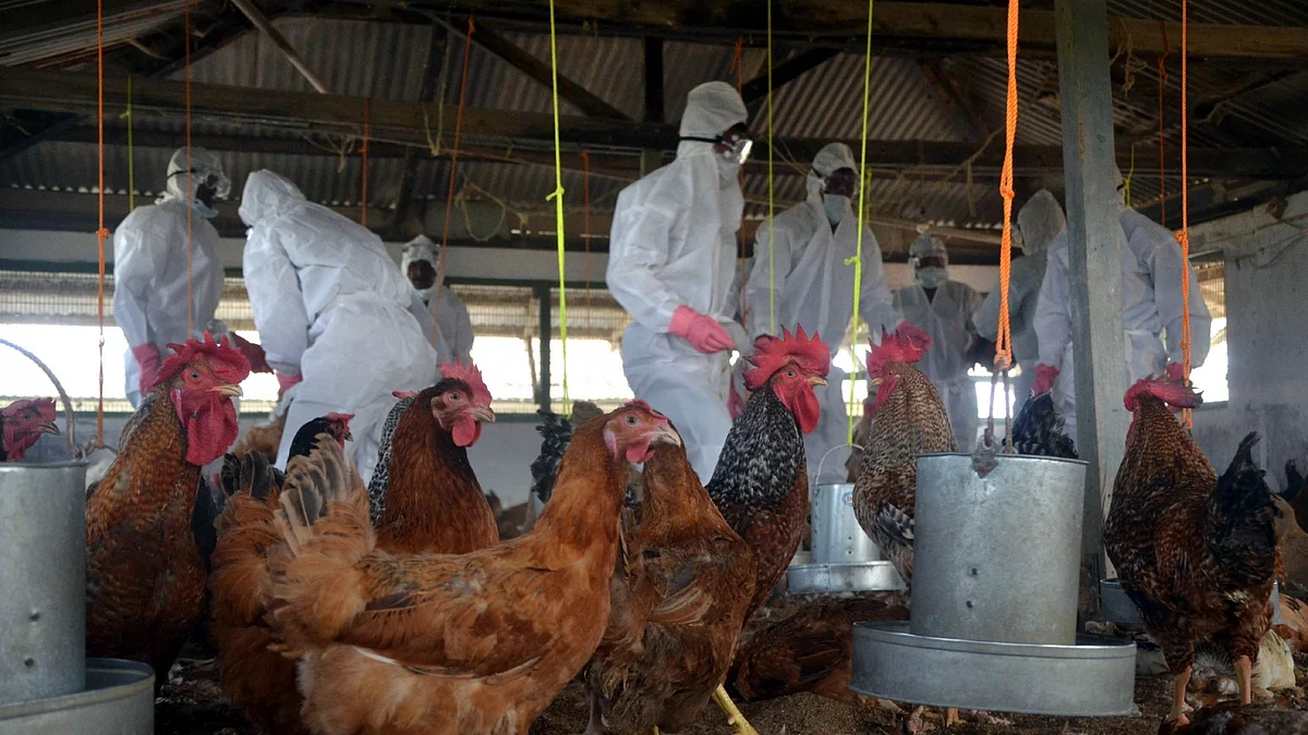 برڈ فلو، تصویر آئی اے این ایس