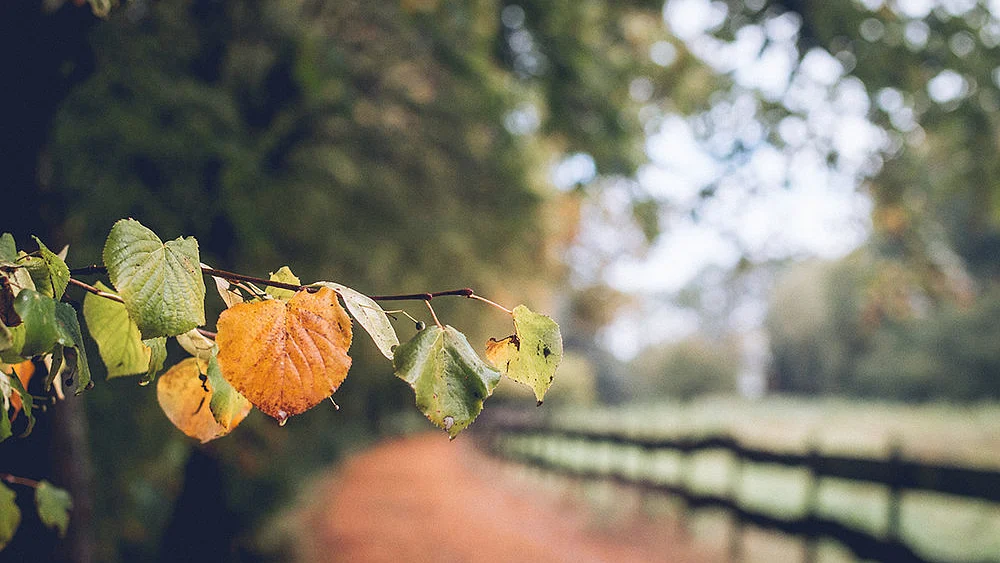 علامتی تصویر