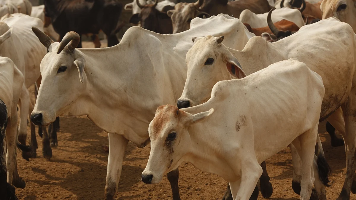 گائیں، علامتی تصویر آئی اے این ایس