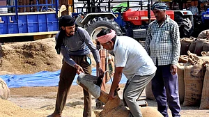 چھتیس گڑھ کے کسانوں کو ملی خوشخبری، ایم ایس پی پر دھان کی خریداری شروع