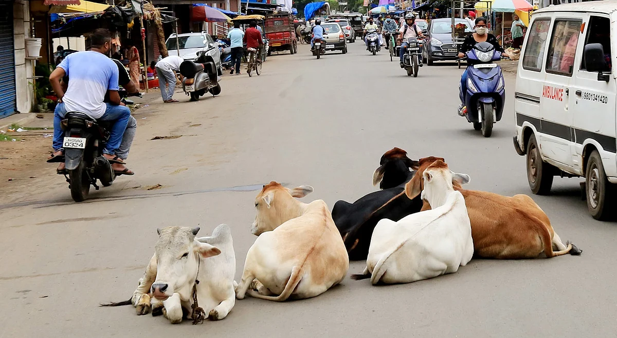 پی ایم مودی کے وعدے کو ایک سال گزر گیا، لیکن آوارہ مویشیوں سے لوگ اب بھی پریشان!