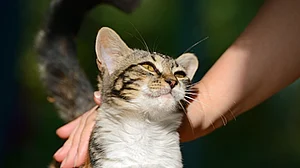 یوکرین سے دہلی پہنچی ’لاکی‘، مگر ایئر لائن نے کیرالہ کا سفر کرانے سے کیا انکار