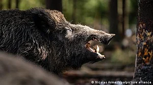 جرمن وائلڈ لائف پارک میں خنزیر ’پوٹن‘ کا نام بدل دیا گیا