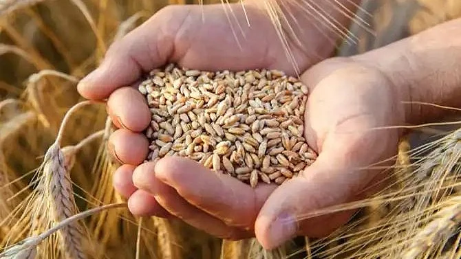 فائل تصویر آئی اے این ایس