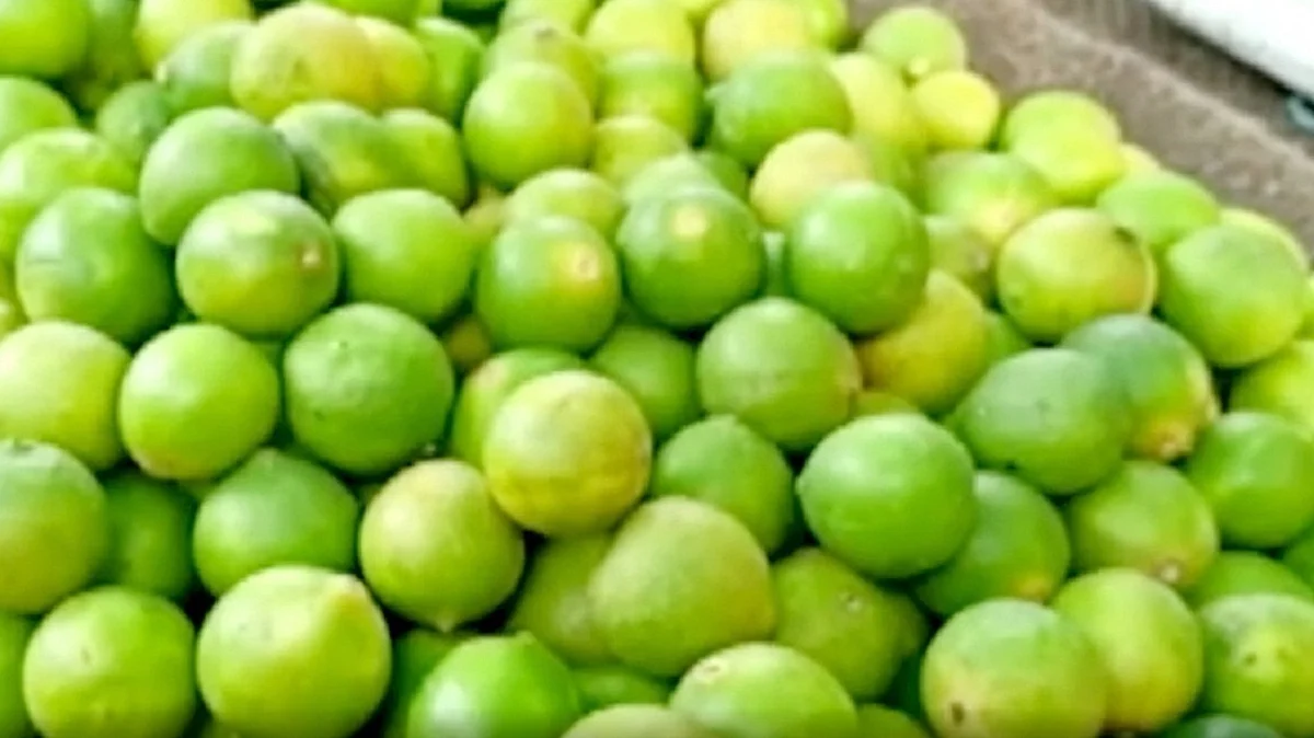 لیموں، تصویر آئی اے این ایس