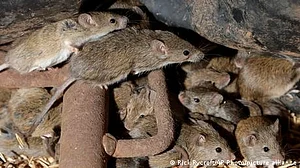 محققین نے تقریباً 700 برس بعد 'سیاہ موت' وبا کے اسباب کا پتہ لگا لیا