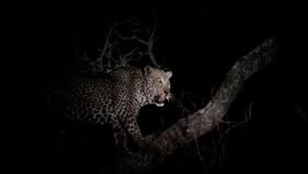 علامتی تصویر