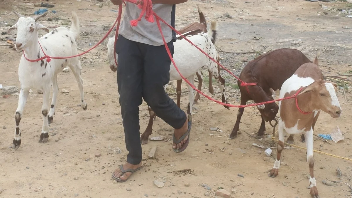 <div class="paragraphs"><p>علامتی تصویر/ آئی اے این ایس</p></div>