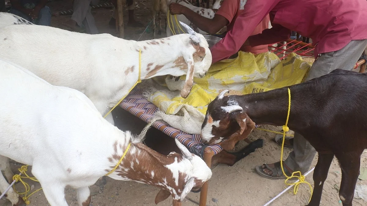 فائل تصویر آئی اے این ایس