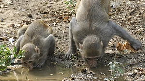 علامتی فائل تصویر آئی اے این ایس