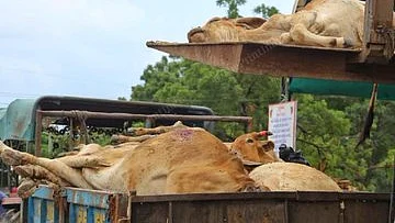 تصویر سوشل میڈیا