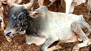 گجرات اسمبلی میں ’لمپی وائرس‘ پر ہنگامہ، کانگریس نے کہا- ’گائے کے نام پر ووٹ مانگنے والے گائیوں کی موت پر بے فکر!‘