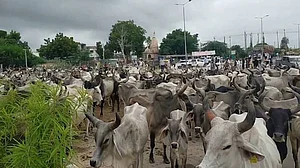 گجرات میں ’گئو ماتا‘ بے حال، حکومت نے گایوں کے کھانے کے لیے نہیں دیا فنڈ، گئوشالہ مالکان نے سڑک پر بے سہارا چھوڑا