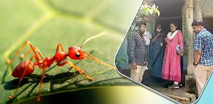 اڈیشہ کے پوری ضلع میں لال چینٹیوں کا قہر، گاؤں والے ہجرت پر مجبور!